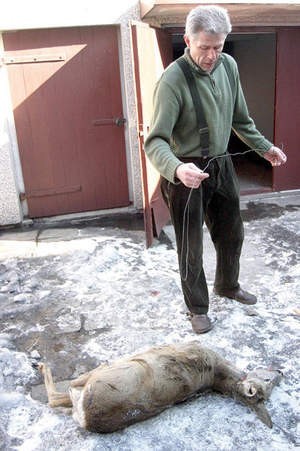 Damian Gajda, który pomógł złapać kłusownika, pokazuje zabitą przez 65-latka sarnę.