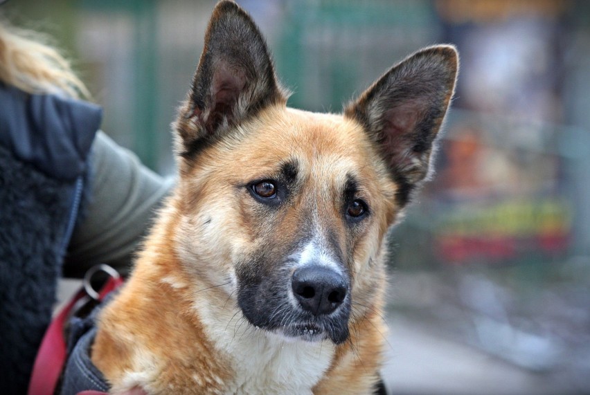 Pies Pralina trafił do Ciapkowa dwa lata temu