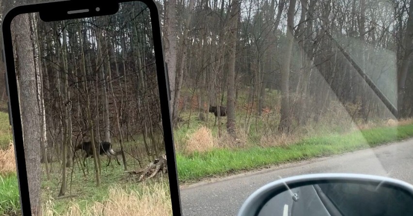 Uwaga łosie! Kierowcy w korku, a zwierzęta na spacerze....