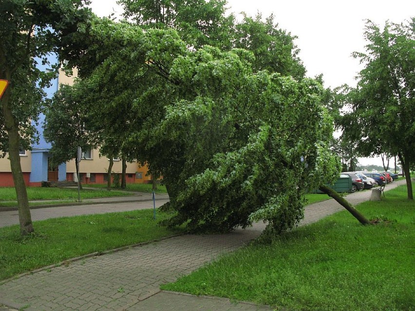 Park między ul. Kościuszki i Sienkiewicza.


Prognoza pogody...