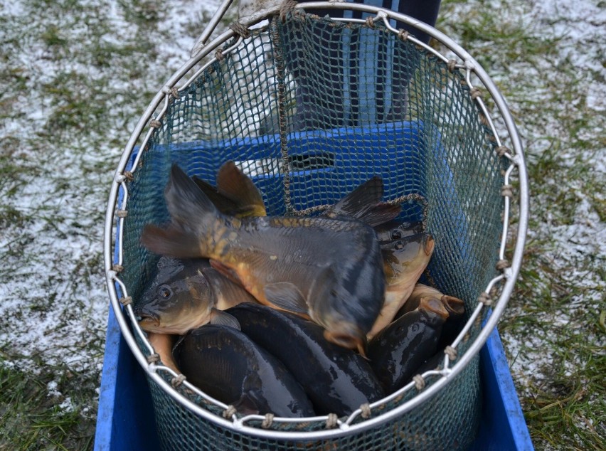 Karpie w gospodarstwie rybackim w Chałaciach.