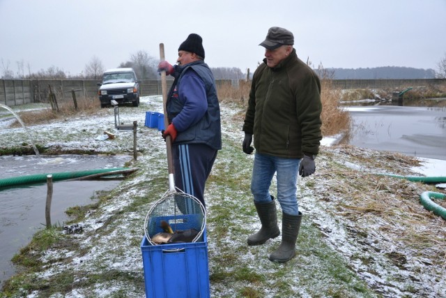 - Karpie z mojej hodowli są w pełni ekologiczne – mówi Jędrzej Zwierzchowski, właściciel gospodarstwa rybackiego w Chałaciach. – Oprócz pokarmu naturalnego dokarmiane są wyłącznie pszenicą i pszenżytem. W listopadzie zostały odłowione i znajdują się w wydzielonym stawie.