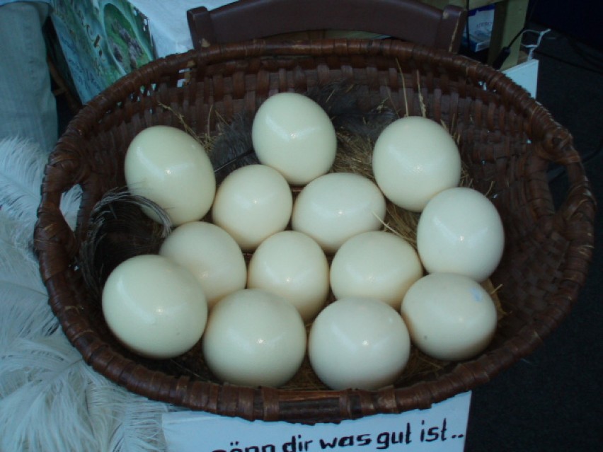 strusie jaja