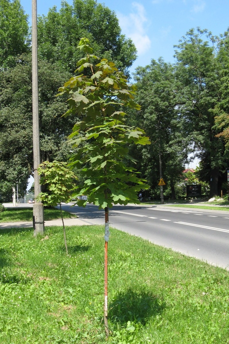 Wandale połamali drzewka  przy al. Warszawskiej w Lublinie