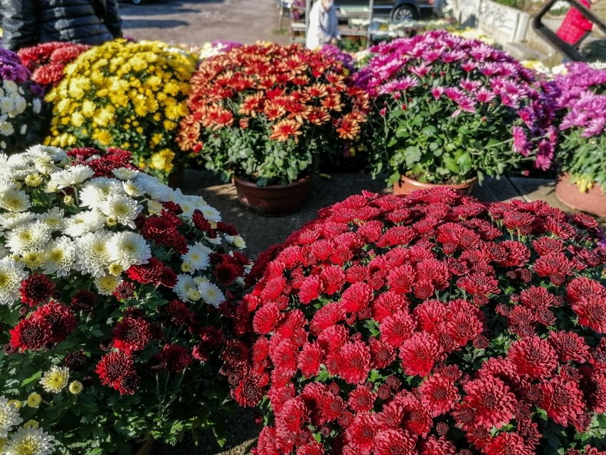 Ile kosztują kwiaty i znicze w listopadzie 2021 roku?