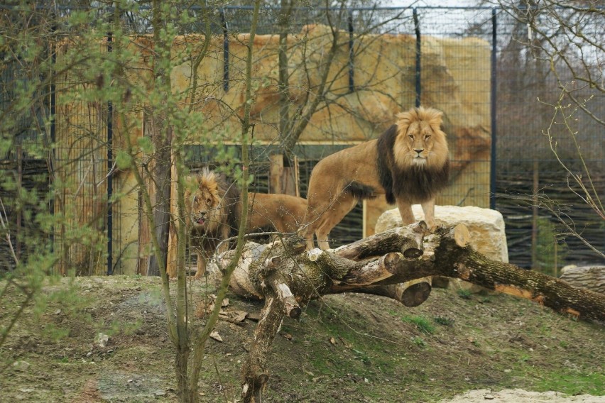 W opolskim ZOO można oglądać już lwy i tygrysa.