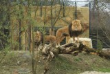 Opole. Lwy i tygrys już na wybiegu w ogrodzie zoologicznym. To wielka atrakcja opolskiego zoo