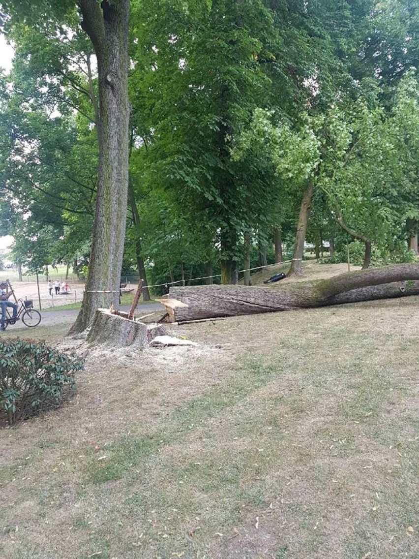 Syców: Administrator parku miał pozwolenie na wycięcie drzewa
