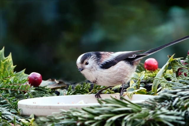 Czy zimą, podobnie jak latem, ptaki również potrzebują wody?