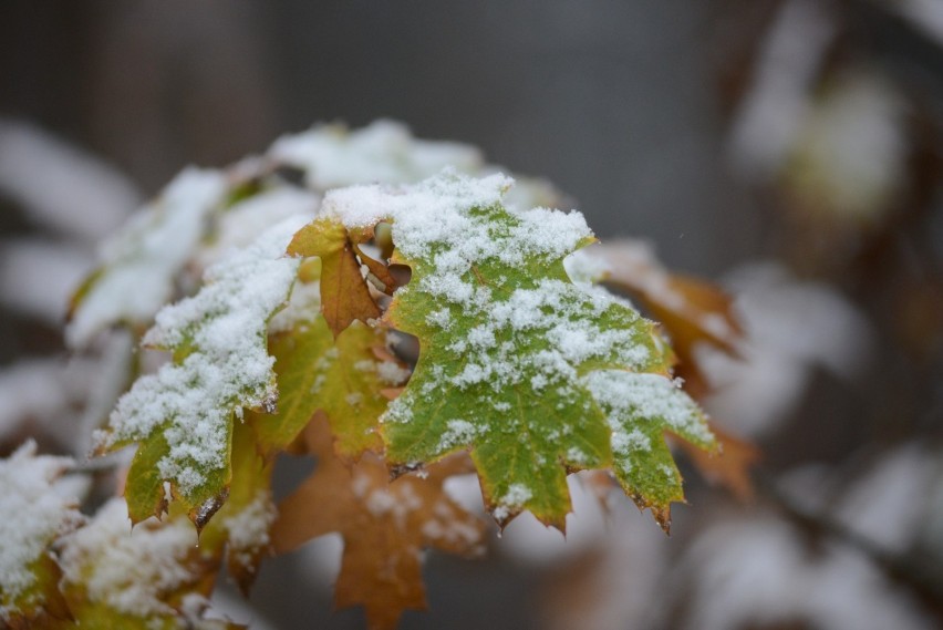 Piękną zimę mamy tej wiosny. Uwaga! Będą śnieżyce (PROGNOZA POGODY)