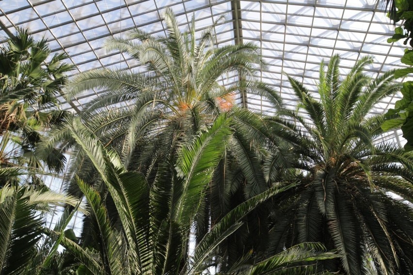 Prawdziwą dumą gliwickiej palmiarni są ponad stuletnie palmy...