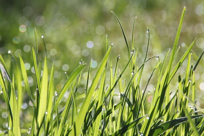 Kalendarz pylenia roślin 2019 lipiec: trawy