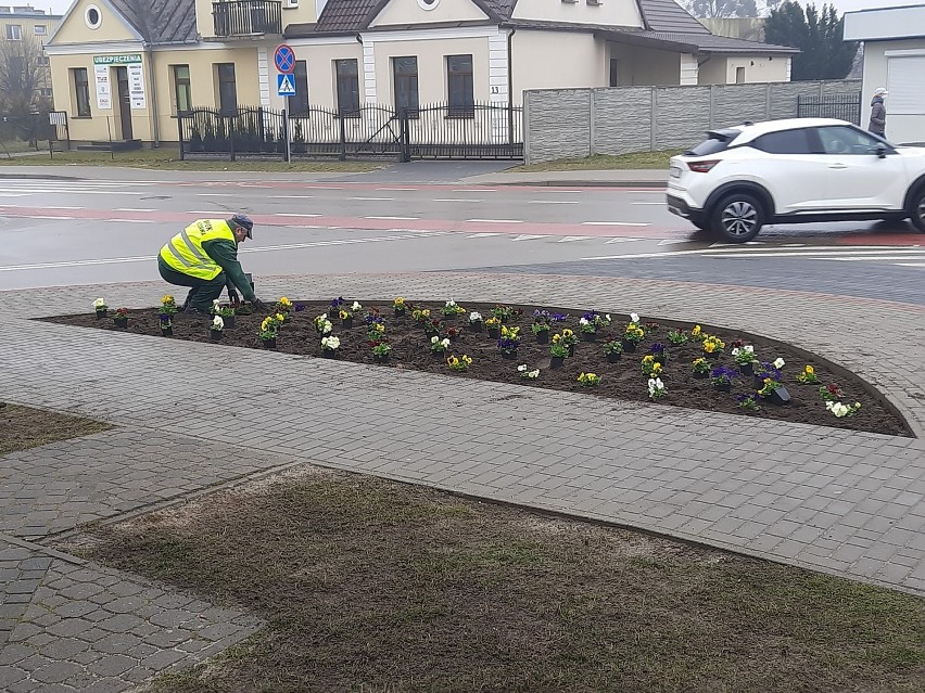 Skwery i klomby we Włodawie ukwiecone kolorowymi bratkami. Zobacz zdjęcia