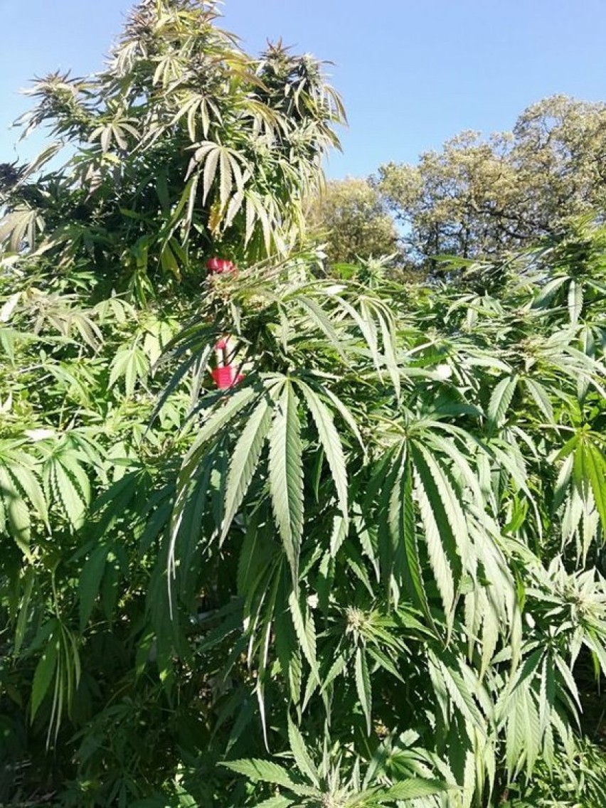 Plantacja marihuany w gminie Niechlów. Odkryli ją myśliwi  [ZDJĘCIA]