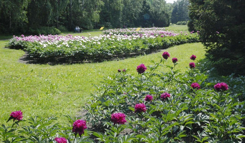 Ogród botaniczny
- ul. Krzemieniecka 36/38

Malownicze oczka...