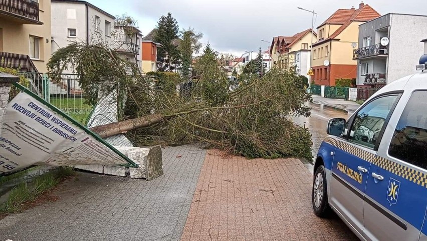 Na ul. Szkolnej w Goleniowie przewrócił się świerk