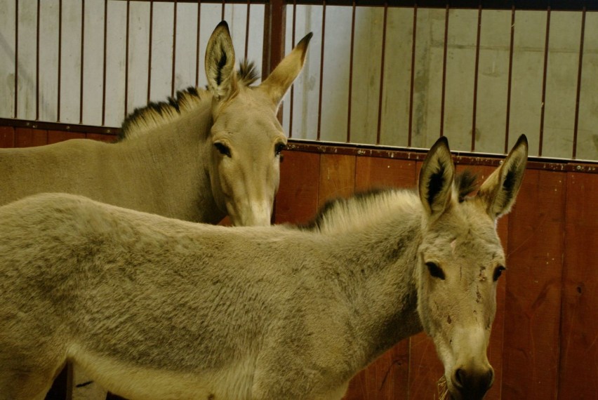 Osły somalijskie w zamojskim zoo. Przyjedzie też drugi...