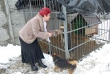 Pieski z przytuliska przy OSP w Nowym Dworze Gdańskim czekają na pomoc mieszkańców