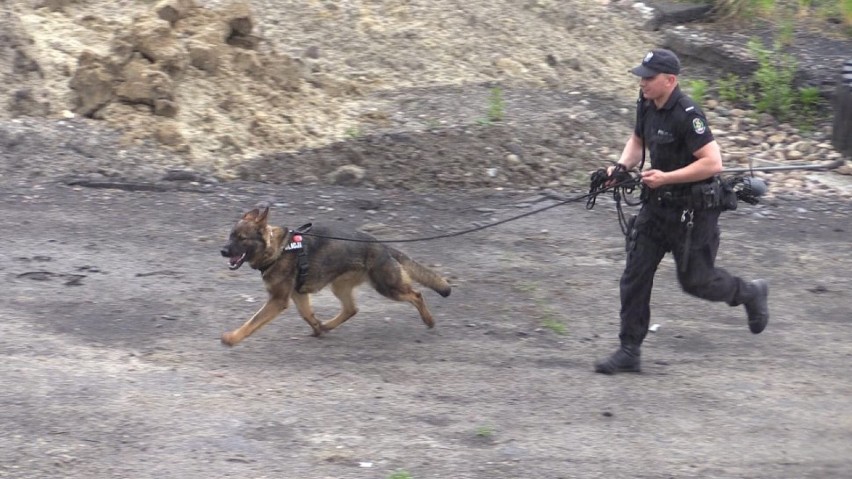Poznajcie psa Astora - właśnie rozpoczął służbę w katowickiej policji [ZDJĘCIA, WIDEO]