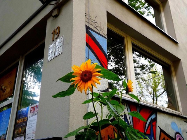 Galeria sztuki, graffiti, które namalował ZBIOK i nic dziwnego, że mając otoczenie na najwyższym poziomie, słonecznik też wysoko sięga.