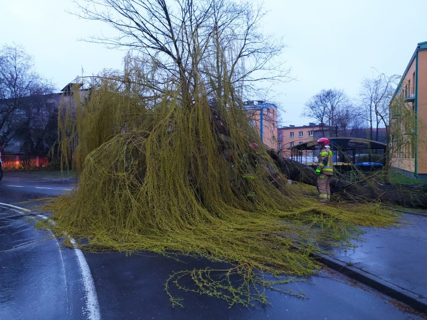 Powalone drzewo przy ul. Osmolińskiej w Zduńskiej Woli ZDJĘCIA