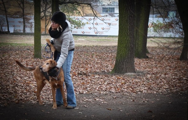 W Wąbrzeźnie osoby objęte kwarantanną o wyprowadzenie psa mogą prosić urzędników lub wolontariuszy