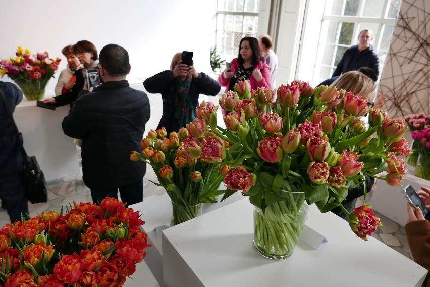 Wystawa tulipanów w Warszawie. Najpiękniejsze tulipany z całej Polski można podziwiać w Muzeum Pałacu Króla Jana III w Wilanowie