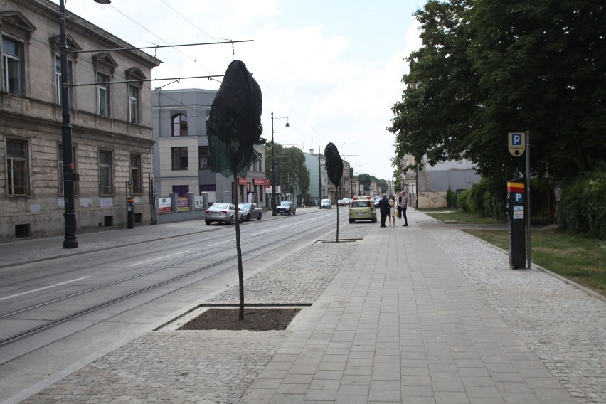 Na ulicy Kopernika w Łodzi posadzą śliwy wiśniowe [ZDJĘCIA]