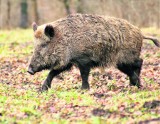 Bielsko-Biała: Prezydent i nadleśniczy poróżnieni przez dziki