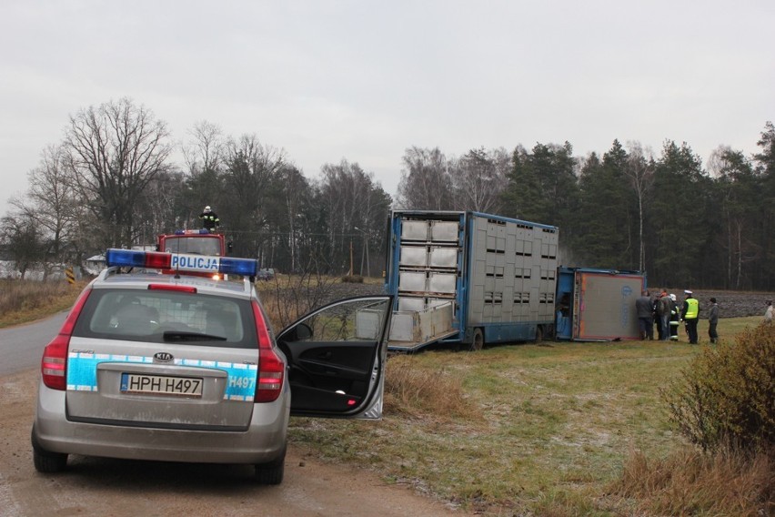 Gmina Paczuski: 250 prosiąt nie przeżyło wypadku ciężarówki (ZDJĘCIA)