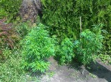 Święciechowa: Hodował marihuanę w swoim ogrodzie