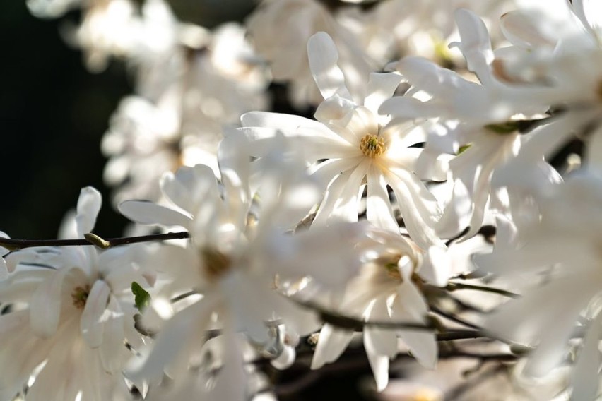 Mała Japonia zaprasza! Przed nami Festiwal Kwitnących Azalii i Rododendronów [FILM/ZDJĘCIA]