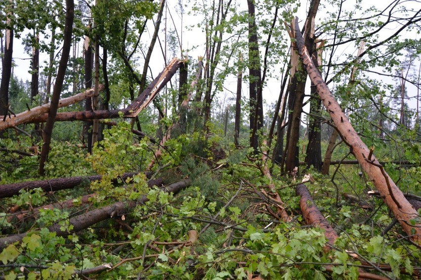 Nadleśnictwo Czersk udostępniło lasy niedostępne dla osób postronnych od nawałnicy z 11 sierpnia 2017