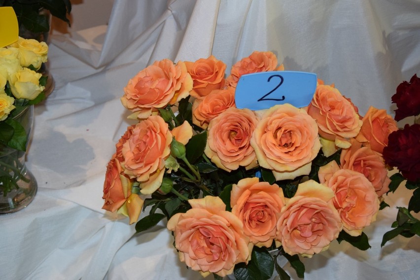 4 Festiwal Róż w Łasku- konkurs na najpiękniejszą różę