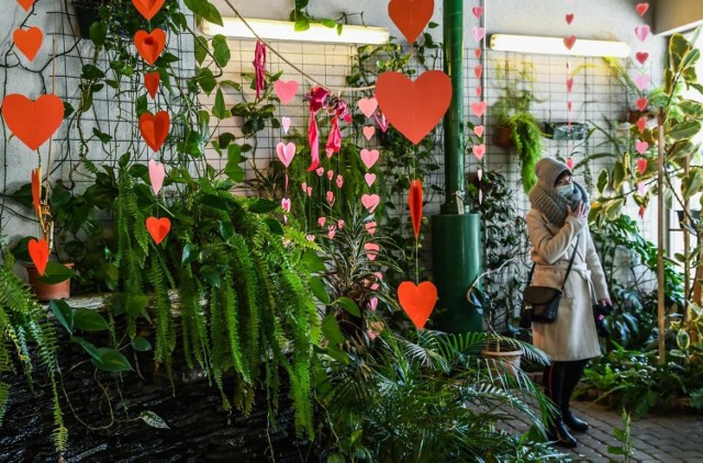 Zakochanych 14 lutego 2021 roku Myślęcinek zaprosił do „Serduszkowego świata”, jaki powstał z tej okazji w motylarni Akwarium Terrarium. W otoczeniu roślin i serduszek można było zrobić sobie zdjęcie własnym sprzętem.