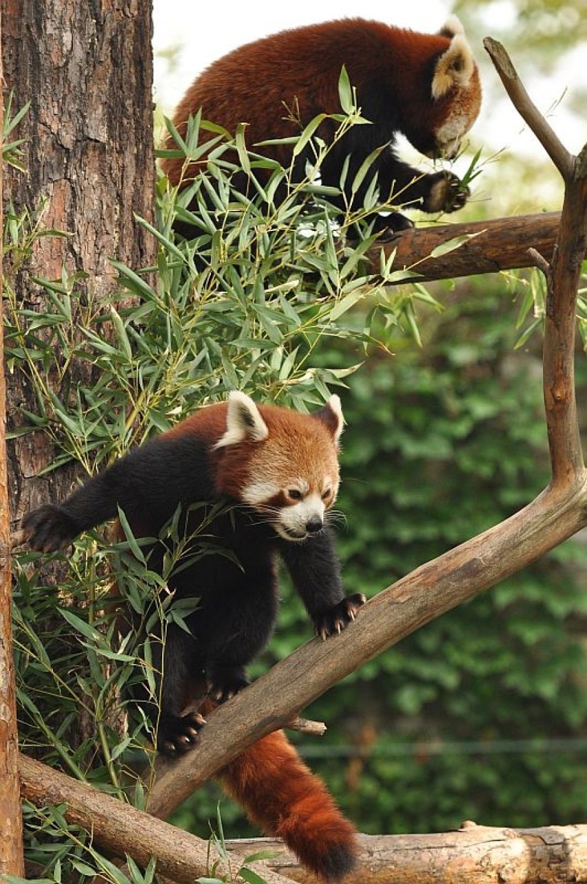 panda mała Yunnan wrocław