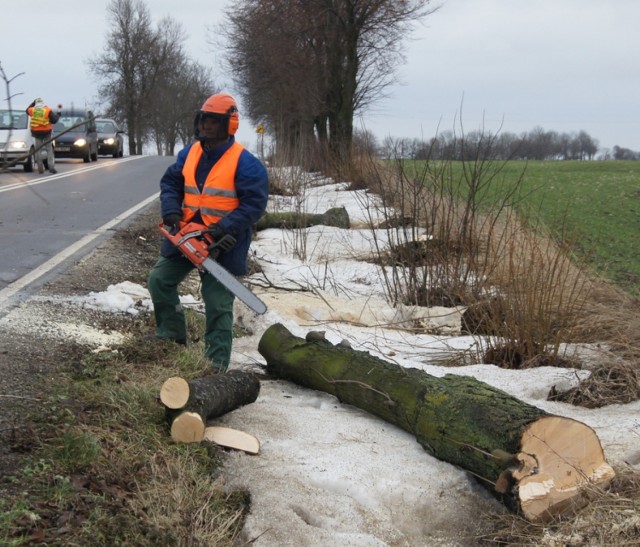 Chełm. Starostwo sprzedaje drzewa i zachęca do licytacji.