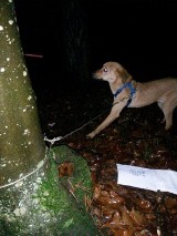 Pies przywiązany do drzewa w Wejherowie