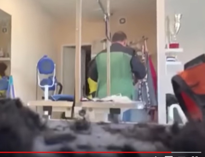 Szokujące nagrania z psiego salonu w Częstochowie. Tak postępuje znany psi fryzjer?