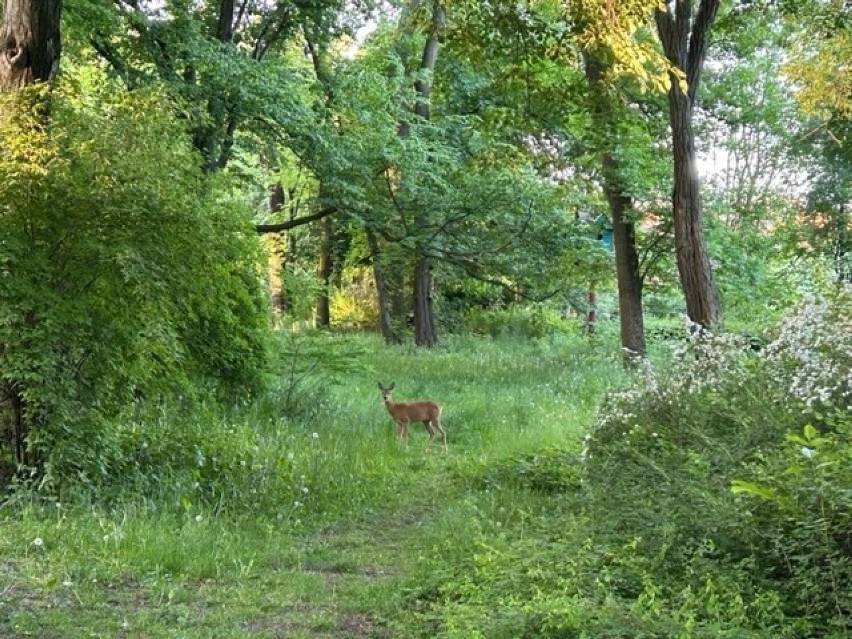 Sarna zamieszkała w parku Źródliska 1 w Łodzi. Nie wiadomo, co z nią zrobić, bo zwierzę nie chce dać się złapać ZDJĘCIA