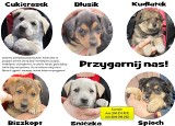 KRÓTKO: Sześć szczeniaków urodzonych na terenie fabryki w Zabrzu szuka dobrego domu