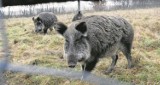Uwaga mieszkańcy Powiatu Toruńskiego! Afrykański pomór świń