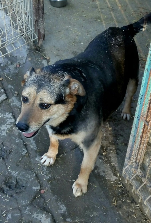 Tora, to niewielka sunia w wieku 6-7 lat. W schronisku przebywa od kwietnia 2012 roku. Została wysterylizowana. Jest niewielka, może ważyć koło 15-18 kg, bo jest dziewczyną przy kości. Tora jest wesołą i aktywną suczką. Nie wchodzi w konflikty z innymi psami, jest wobec nich przyjazna. W stosunku do znanych sobie osób jest otwarta i ufna, wobec obcych zachowuje pewien dystans.  Nie jest psiakiem bojaźliwym ani agresywnym. Tora powinna trafić do spokojnego domu, może mieć psiego kolegę lub koleżankę. Ze względu na łagodny charakter nadaje się do domu z dziećmi. Bliski kontakt z nową rodziną sprawi, że Tora szybko przystosuje się do domowych warunków i stanie się prawdziwy domowym psiakiem.