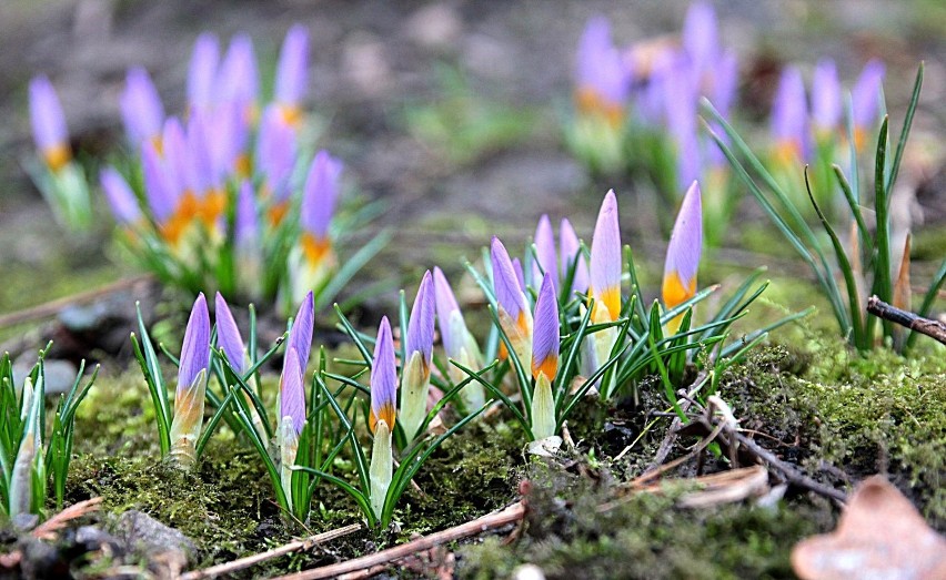 Pierwsze oznaki wiosny w Krakowie [ZDJĘCIA]