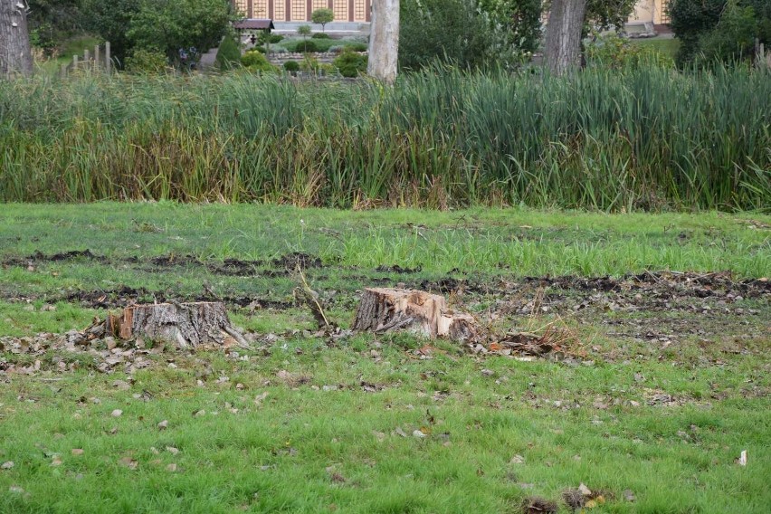 Księży Kacerek w Wągrowcu bez drzew. Jak wygląda aktualnie teren?