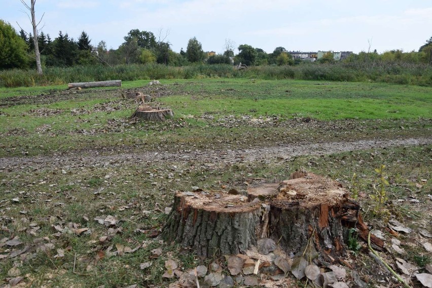 Księży Kacerek w Wągrowcu bez drzew. Jak wygląda aktualnie teren?