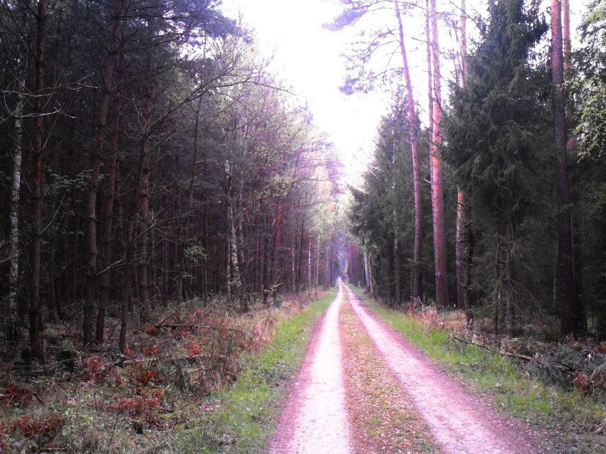 Trening rowerowy leśnymi duktami na Opolszczyźnie