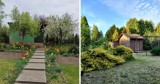 Najtańsze ogródki działkowe w Rybniku - idealne na lato! Ceny od 36 do 79 tys. złotych! Sprawdź te OFERTY. Oaza zieleni w środku miasta