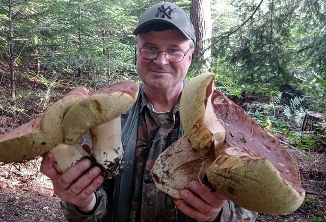 Wielkie grzyby Antoni Chrząścik znalazł w lasach otaczających Sękową
