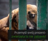 Bełchatów. Schronisko dla zwierząt wstrzymuje adopcje